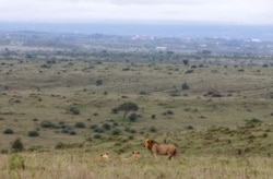 FILE - A lion stand near two lionesses in the grassland of the Nairobi National Park near Nairobi, Kenya, May 12, 2017.