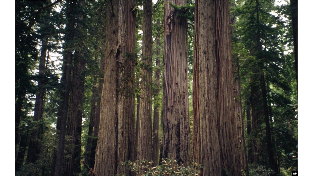 This image provided by Bugwood.org shows a group of coastal redwood trees (Sequoia sempervirens), one of two species designated as state trees of California. (Brian Lockhart/USDA Forest Service/Bugwood.org via AP)