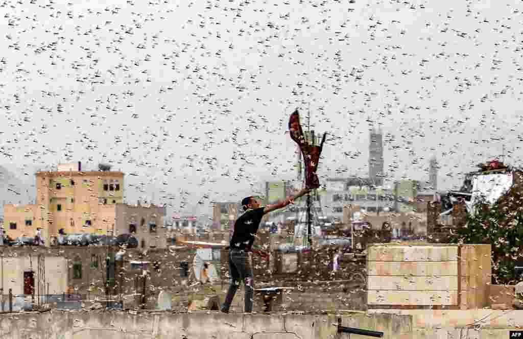 A man tries to catch locusts on a rooftop as they swarm over the Huthi rebel-held Yemeni capital Sana'a.