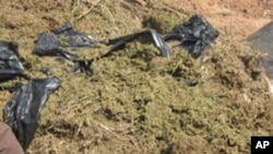 Liamba para ser queimada pela polícia