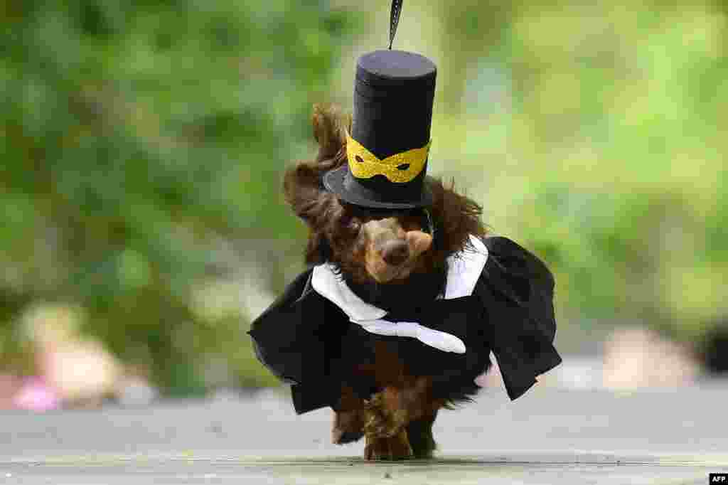 A dachshunds is dressed in an outfit during the eighth annual Dachshunds Parade in Saint Petersburg, Russia, May 25, 2019.