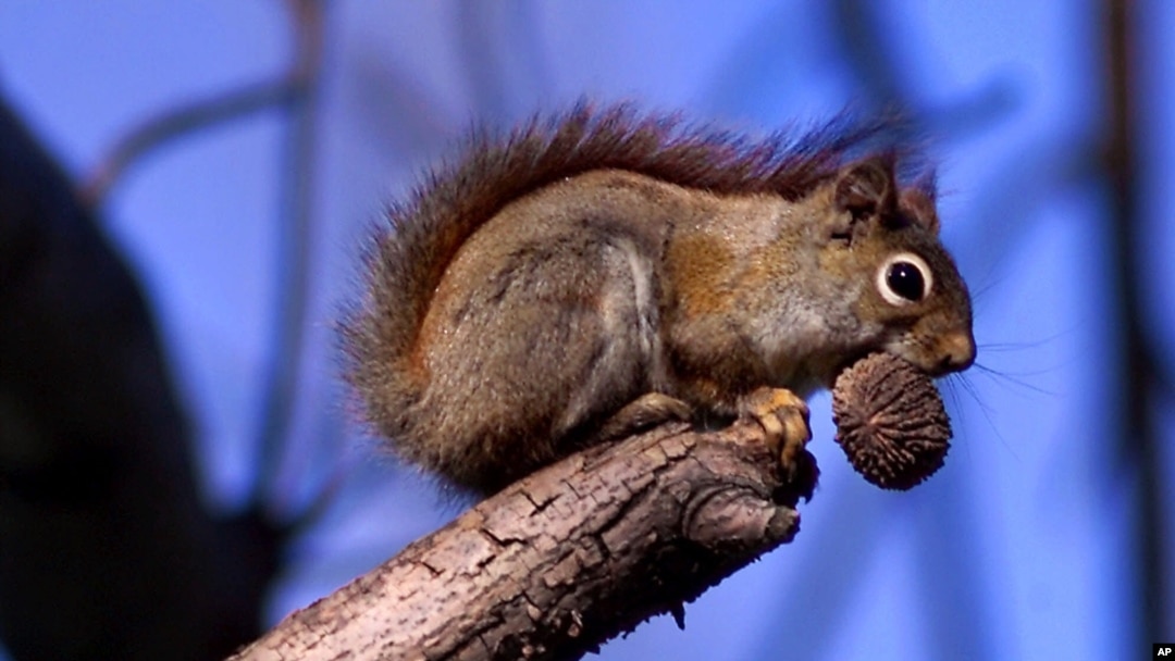 A red squirrel sits in a tree with an ample meal of a black walnut in his mouth in the state of Ohio, 2000. (AP Photo/Amy Sancetta)