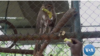 White-naped mangabey monkeys at the Accra Zoo in Ghana