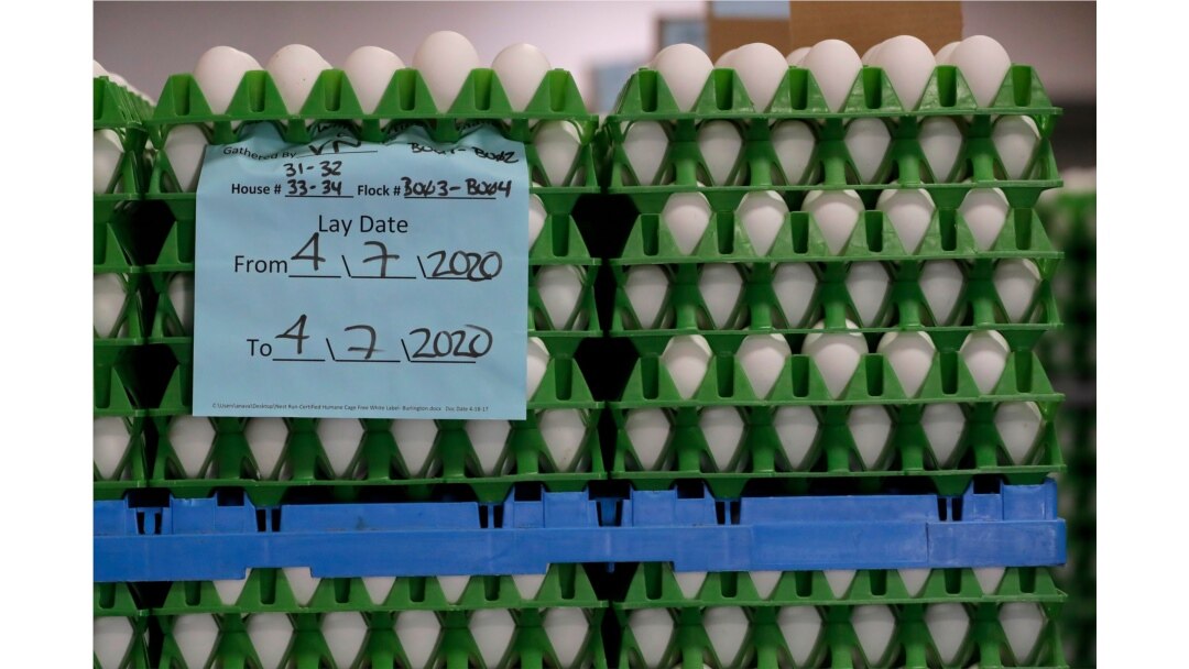 FILE - Eggs are staged for packaging at Wilcox Family Farms, April 9, 2020, in Roy, Wash. The average retail price of eggs was up nearly 40% for the week ended April 18, compared to a year earlier, according to Nielsen data.