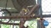 Ghanaian Authorities Try to Save Endangered Monkey Species