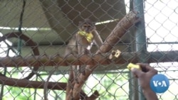 Ghanaian Authorities Try to Save Endangered Monkey Species