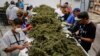 Legalización de marihuana en EE.UU. una partida clave