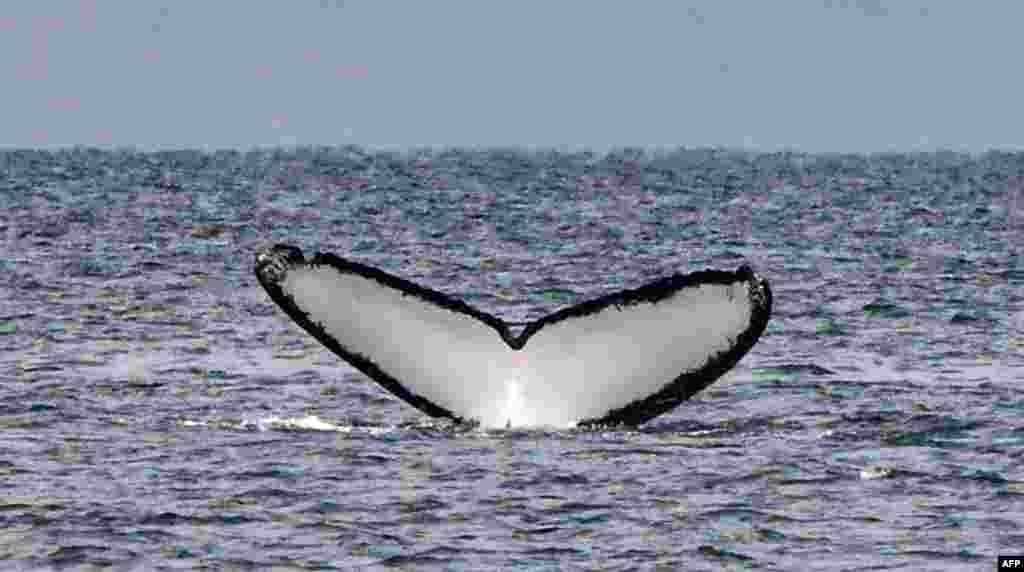 The tail of a humpback whale surfaces out of the Pacific Ocean's waters at Contadora Island, in Panama, July 13, 2019.