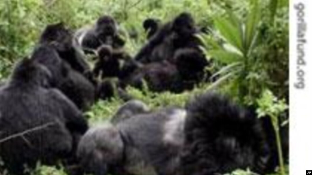 Gorillas on the Brink